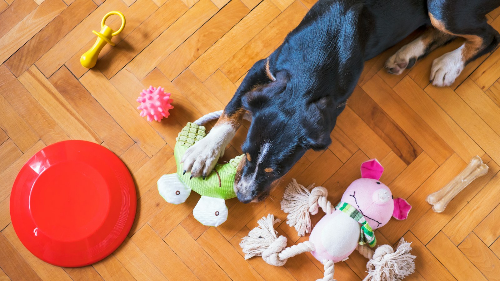 Pet toys and accessories arranged for product photography